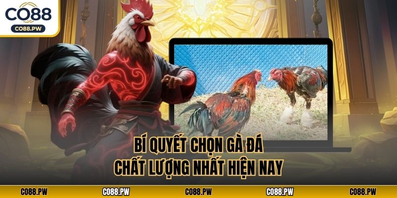 Bí quyết chọn gà đá chất lượng nhất hiện nay
