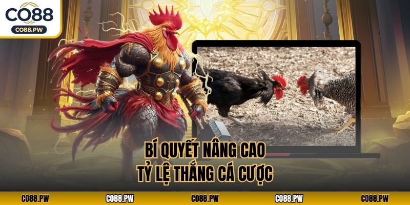 Bí quyết nâng cao tỷ lệ thắng cá cược