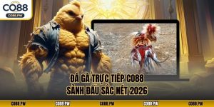 Đá Gà Trực Tiếp CO88