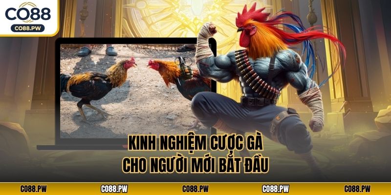 Kinh nghiệm cược gà cho người mới bắt đầu