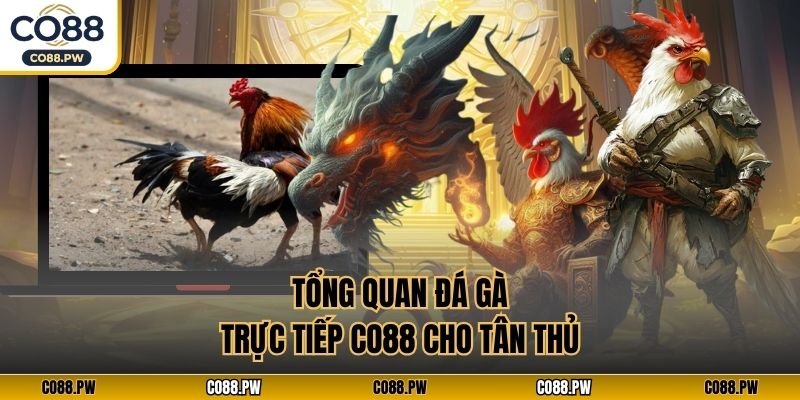 Tổng quan đá gà trực tiếp CO88 cho tân thủ